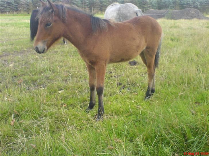 Islænder Hiti frá Kallehaugegaard billede 6