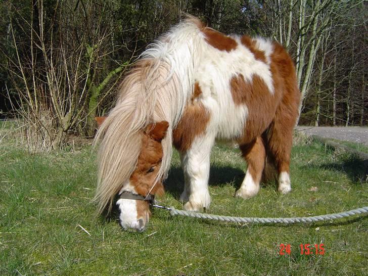 Miniature Superman Fra Supersesse - superman før jeg fik ham, <3( i må kun kopirere billederne hvis i få lov af mig ) billede 4