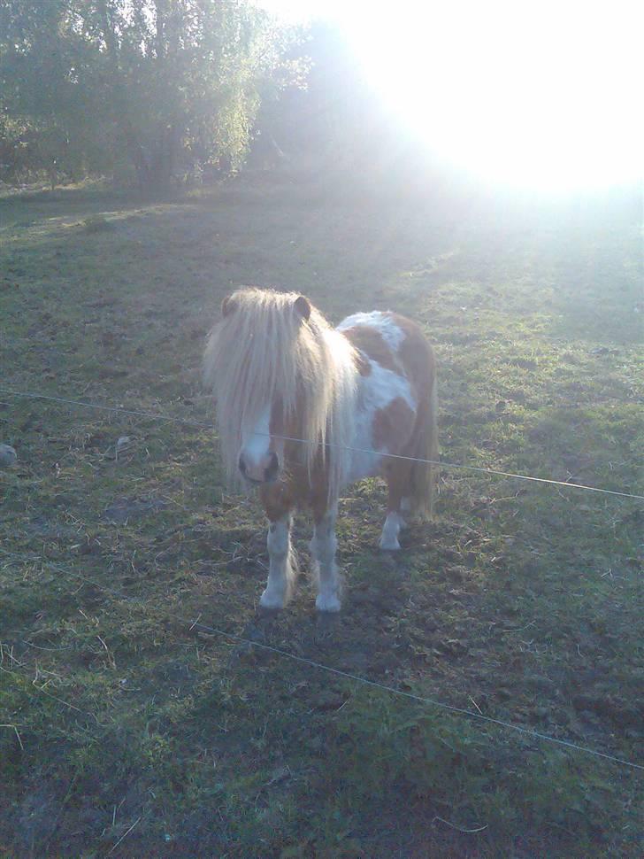 Miniature Superman Fra Supersesse - min dejlige hingsteman <3 ( i må kun kopirere billederne hvis i få lov af mig )s billede 5