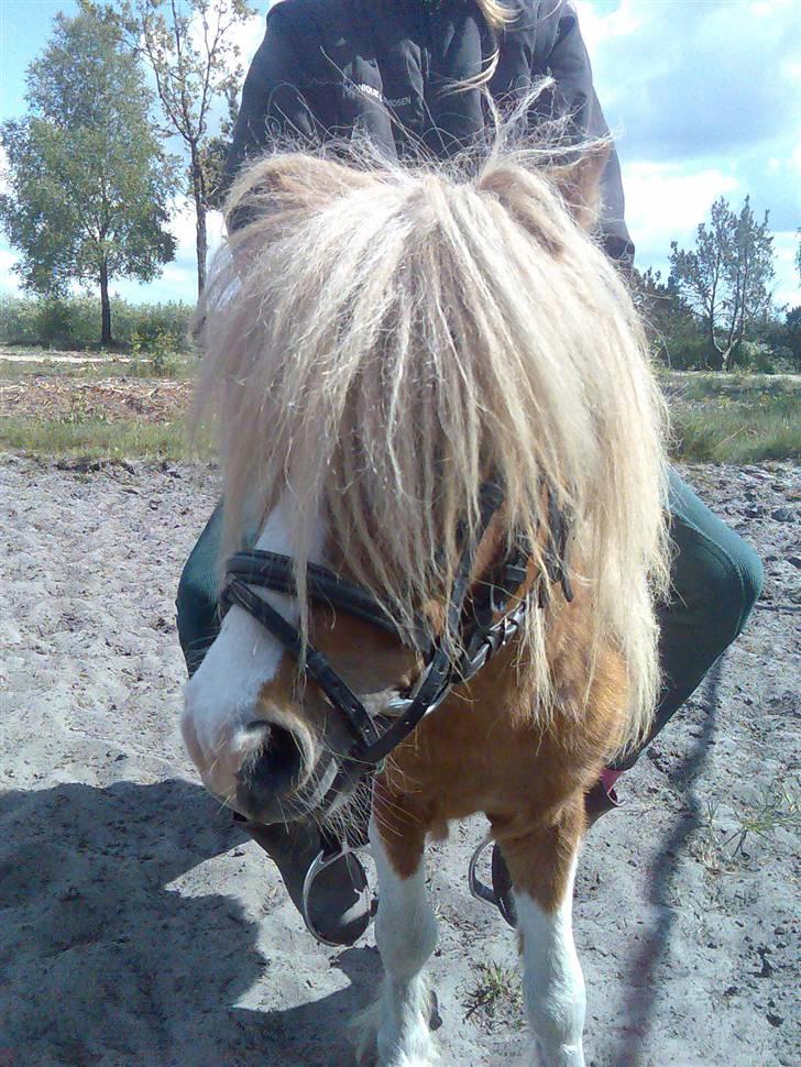 Miniature Superman Fra Supersesse - hvad ? er det mig i tar´ billeder af ?, for jeg er nemmelig smuk <3( i må kun kopirere billederne hvis i få lov af mig ) billede 6