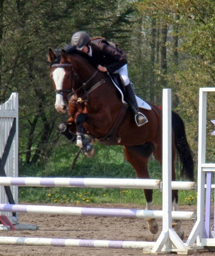 Westfaler Lilliefee R.I.P - Velkommen til Lille Fisens profil ;0) billede 1