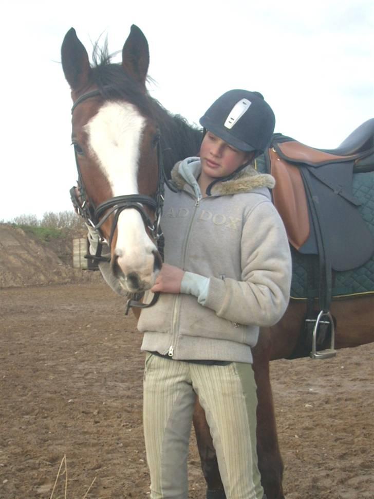 Westfaler Lilliefee R.I.P - Hun er bare Så smuk og dejlig billede 2