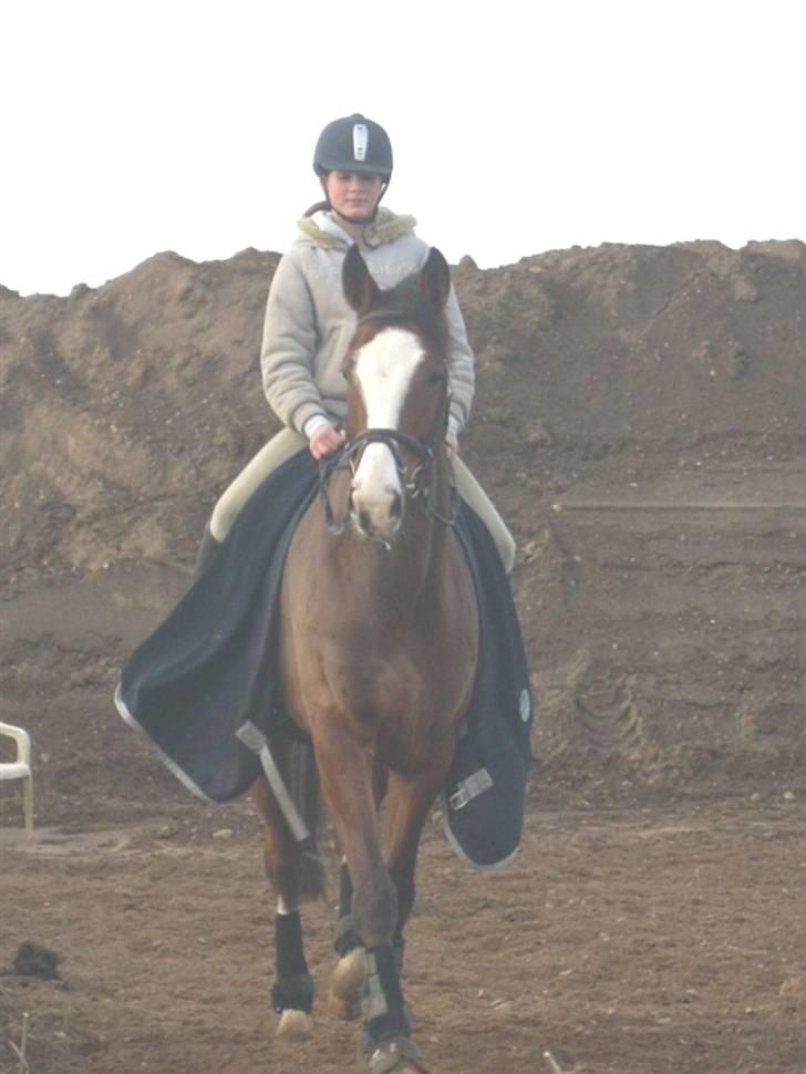 Westfaler Lilliefee R.I.P billede 3