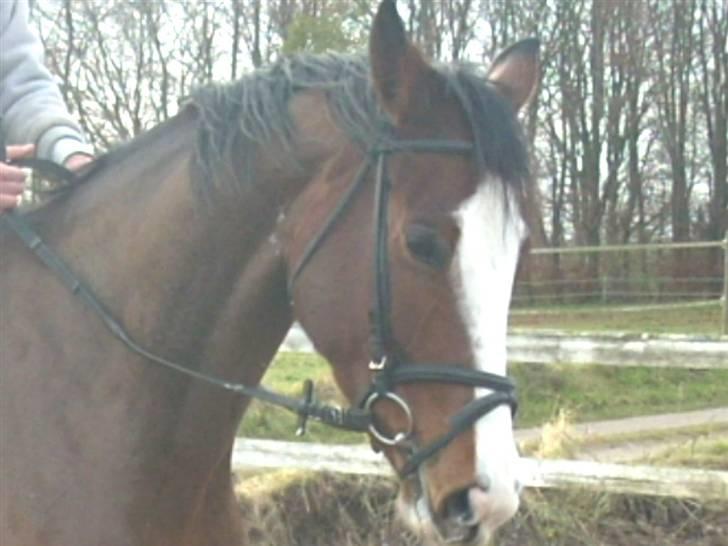 Westfaler Lilliefee R.I.P billede 4