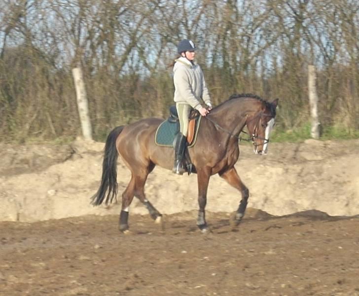 Westfaler Lilliefee R.I.P - Hun er da smuk!! billede 5