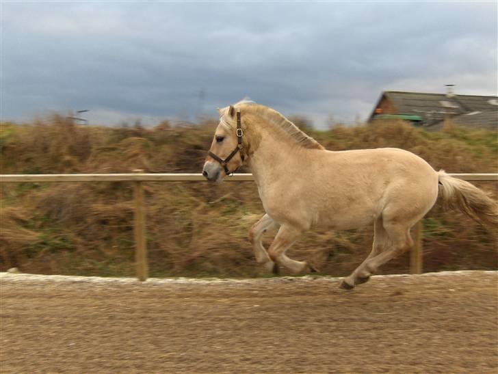 Fjordhest katrinedals Janus solgt billede 1