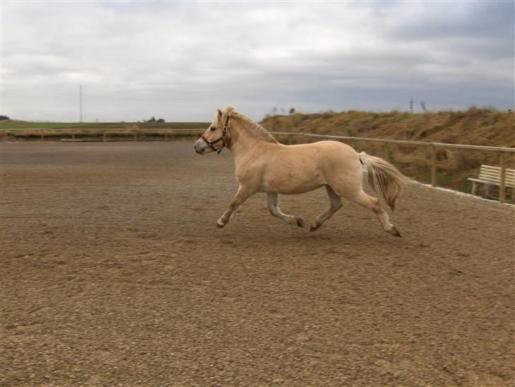 Fjordhest katrinedals Janus solgt billede 2