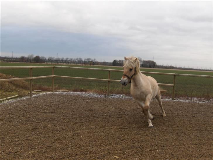 Fjordhest katrinedals Janus solgt billede 3