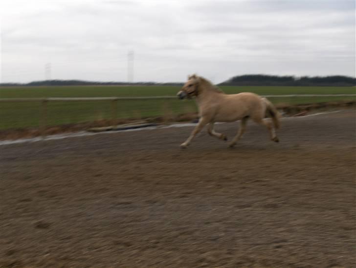 Fjordhest katrinedals Janus solgt billede 4