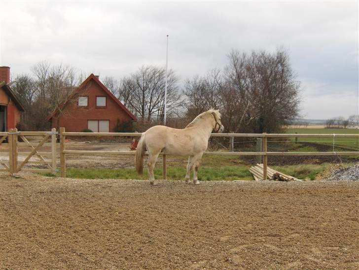 Fjordhest katrinedals Janus solgt billede 5
