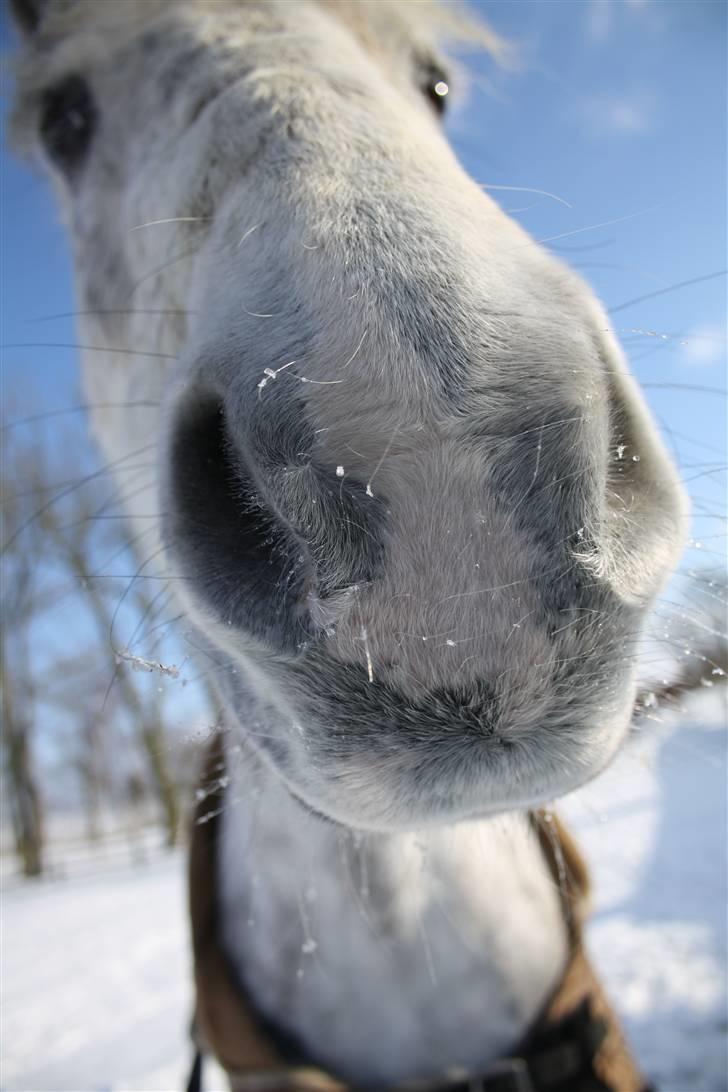 Welsh Cob (sec D) Athos/Mowgli - Sjov i sneen   Foto : min mor billede 10