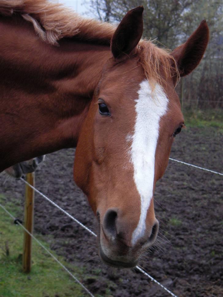 Dansk Varmblod FamieGirlR.I.P :'( <3! - Du er bare blevet så smuk skat ! se din hals !! fuck jeg elsker dig man ! billede 5