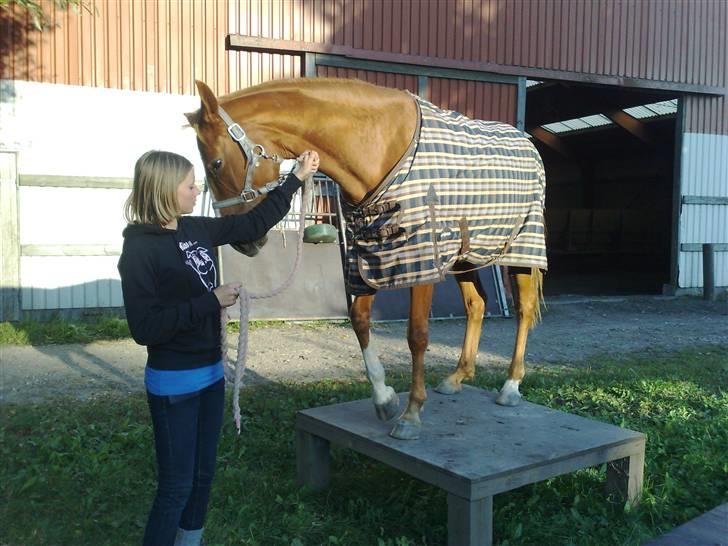 Dansk Varmblod FamieGirlR.I.P :'( <3! - Pak Jeres dressur lort sammen!! Det her er noget der rykker ;D !! <3 billede 6
