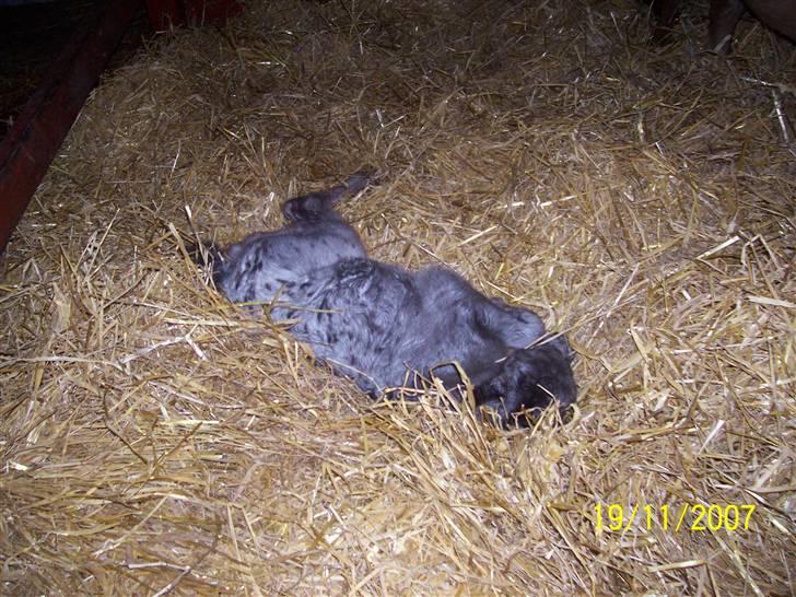 Knabstrupper vestergaard`s lucas (død) - lucas får sig en lille lur hun er her en dag gammel billede 12