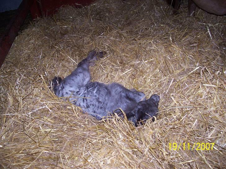 Knabstrupper vestergaard`s lucas (død) billede 13