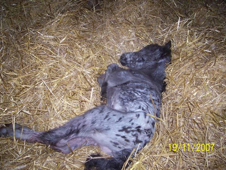 Knabstrupper vestergaard`s lucas (død) billede 14