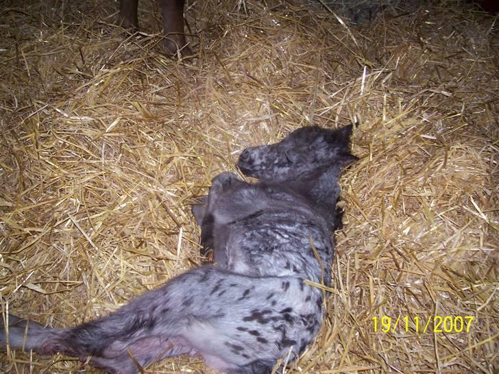 Knabstrupper vestergaard`s lucas (død) billede 15