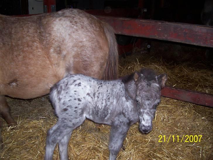 Knabstrupper vestergaard`s lucas (død) - nu er lucas blevet to dage gammel billede 16