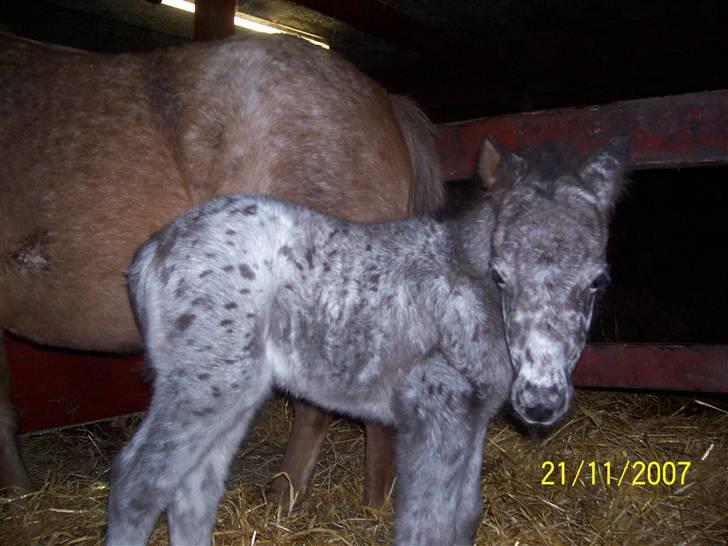 Knabstrupper vestergaard`s lucas (død) billede 17