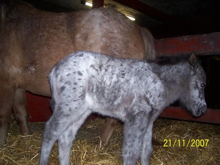 Knabstrupper vestergaard`s lucas (død) billede 18