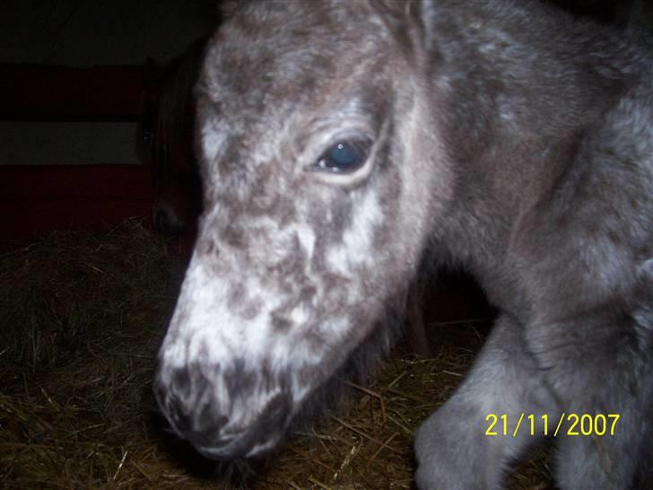 Knabstrupper vestergaard`s lucas (død) billede 19