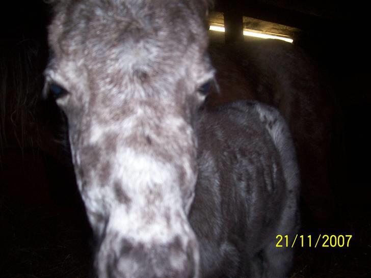 Knabstrupper vestergaard`s lucas (død) - hey hvad er det du har der kan det spises billede 20