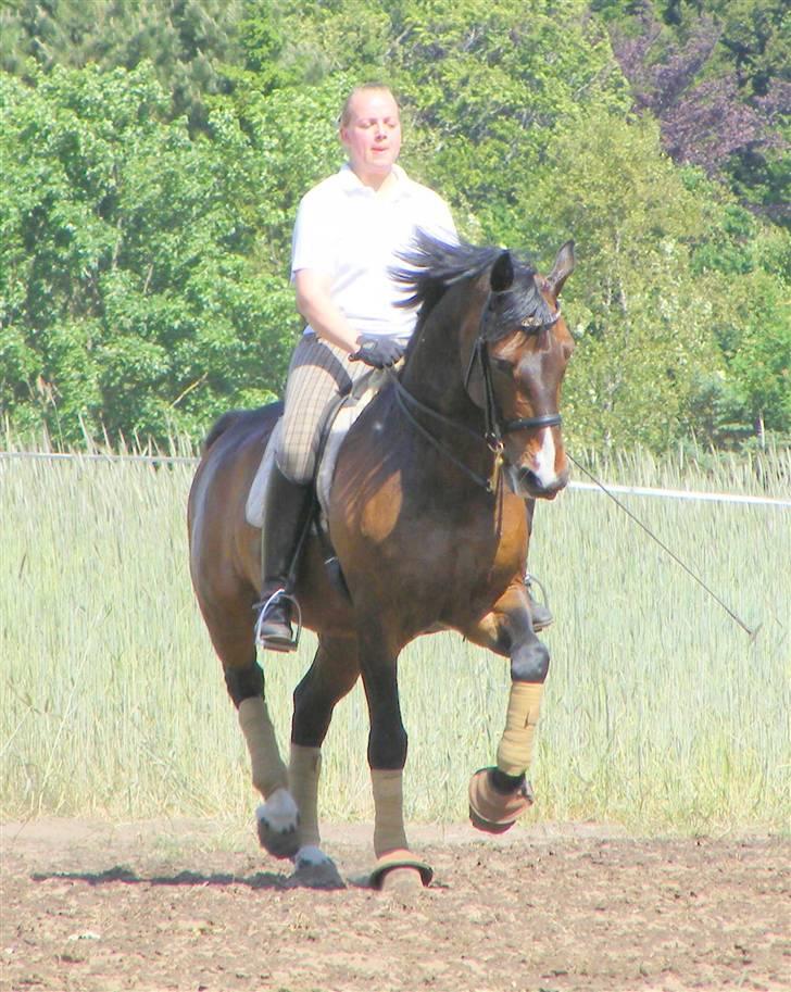 Anden særlig race Monark - A-hest i dressur - Piaffe Foto: Karen TT billede 11