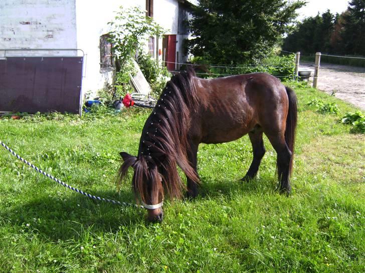 Welsh Mountain (sec A) Spunku (Part)(Solgt)': - Satte stort hår på ham, da vi skulle til derby i ponytrav... billede 9