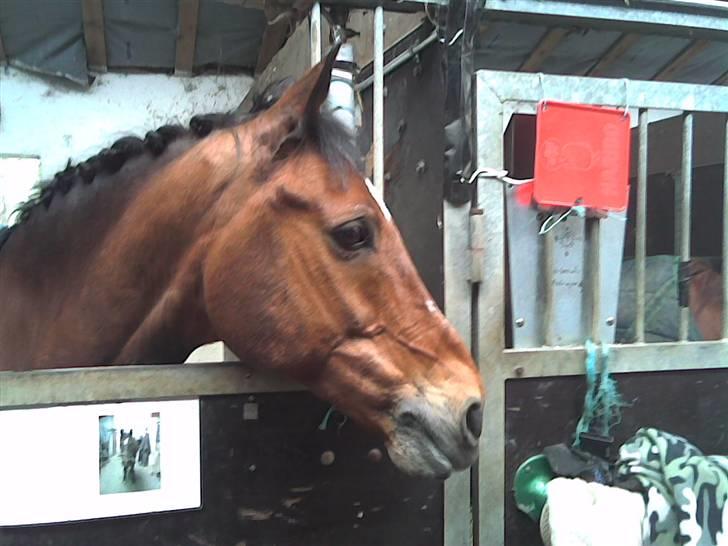 Anden særlig race Delight - 4 billede derfra hvor vi købte ham <3 billede 4