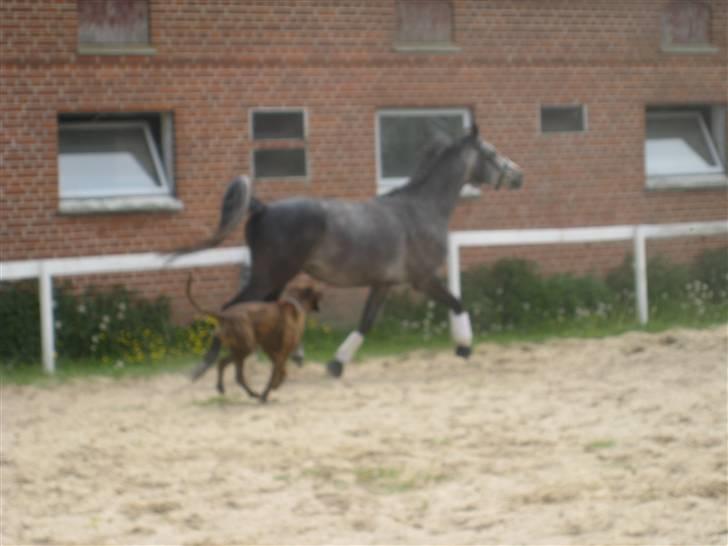 DSP Ally Divine billede 6