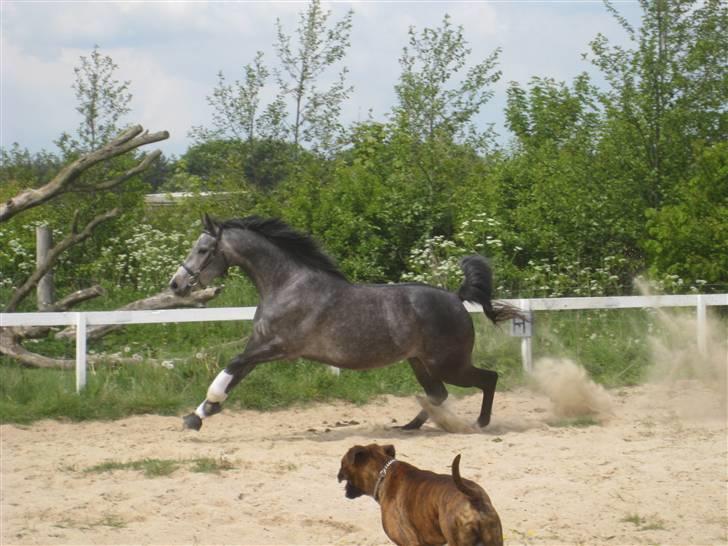 DSP Ally Divine billede 8