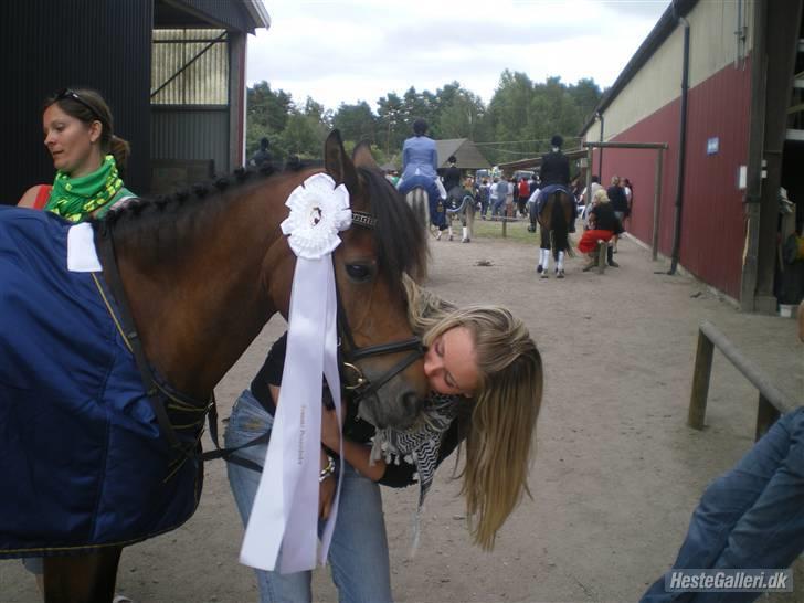 Anden særlig race Fister SOLGT - Fister til stævne i Sverige billede 2