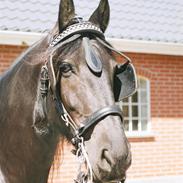 Frieser Sander van stal matjeskol