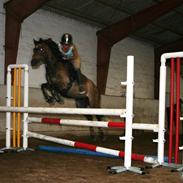 Welsh Partbred (Sec F) Dyekjærs Prins Zak SOLGT