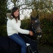 Welsh Partbred (Sec F) Dyekjærs Prins Zak SOLGT