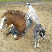 New Forest Holtet´s Ulla