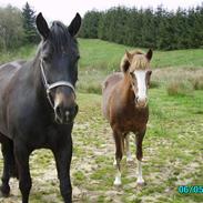 New Forest Holtet´s Ulla