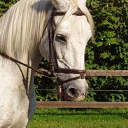 Knabstrupper Gismo *SOLGT*