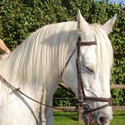 Knabstrupper Gismo *SOLGT*