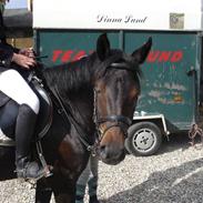 New Forest Zunette - solgt 