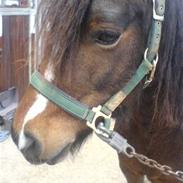 Welsh Mountain (sec A) Oliver *SOLGT :'(*