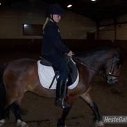 Welsh Mountain (sec A) Oliver *SOLGT :'(*