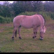 Fjordhest gromma