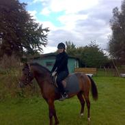 Appaloosa Tamino van de Heimetiete