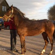 Appaloosa Tamino van de Heimetiete