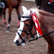 Anden særlig race Dolly