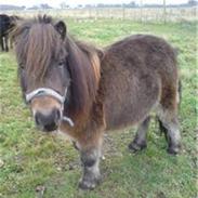 Shetlænder Elvis <3