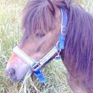 Shetlænder Elvis <3