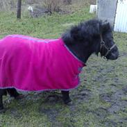 Shetlænder ¤#"Lady"#¤