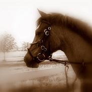 Anden særlig race Snowie - Bortgivet